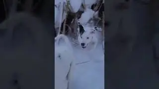 Dogs Inside Snowbank