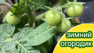 Томат Оранжевая кнопка  выращиваю в домашнем огородике / Пасынки черри гибридов держу с осени