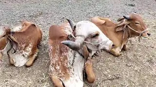 Sasta or pure Deshi Ghee Chamunda organic farm ka Deshi Ghee