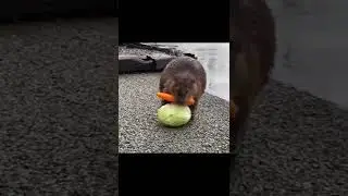 Cute Beaver Carrying Food