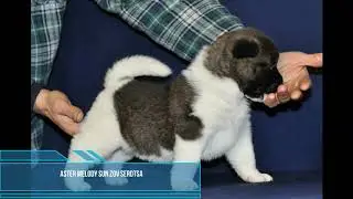 зов сердца видео ПОЗДРАВЛЕНИЕ!!!