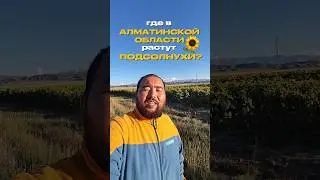 Где растут подсолнухи в Алматинской области Казахстана? #алимбекулан