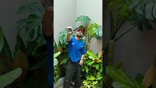Making a mini jungle indoor | to be continued 
