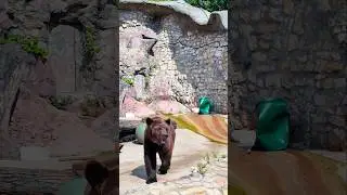 Медведь. Мишка косолапый. Московский зоопарк 2025. Лето в Москве/ Bear. Moscow Zoo 
