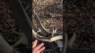 Fallow buck dead head in the scrub.  Nice antlers.