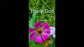 Gratitude
