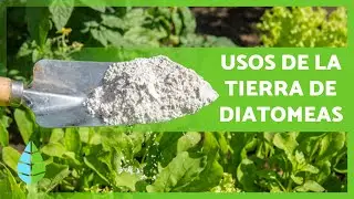 ¿Para qué SIRVE la TIERRA de DIATOMEAS? 🌱 (3 Usos de la Tierra de Diatomeas)