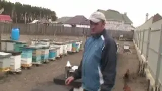 Весенняя ревизия пчелосемей