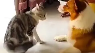 Мисочка и молочко 🙈