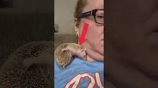 🤯Never tell anyone this fact about hedgehogs 🤫 