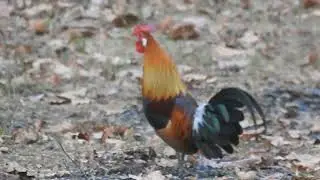 Morning Calls of Red JungleFowl (RJF) - लाल जंगली मुर्गा