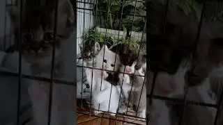 ANAK KUCING NGE GEMESIN