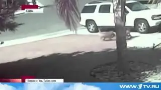 Страшнее кошки зверя нет!