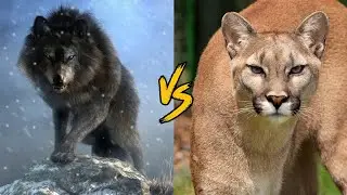 Dire Wolf vs Cougar (Puma concolor)
