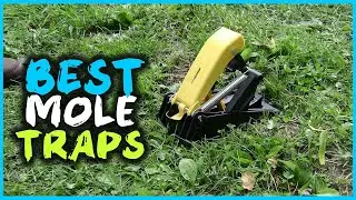 Top 5 Best Mole Traps for Quick and Clean Kill [Review in 2023]
