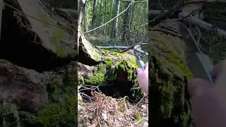 Руку в это дерево точно не засуну