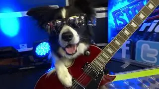 Ollie & Bryn K9 Fridays