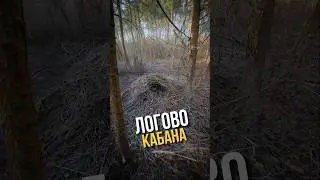 ЛОГОВО КАБАНА #охотарыбалка #кабан #логово #дикаяприрода #дикиезвери