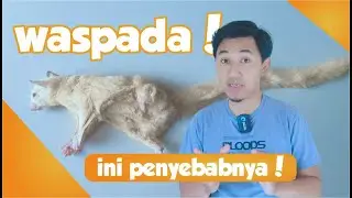 Good bye si buntung (leucistic sugar glider)!