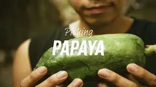 Picking Papaya | EOS M