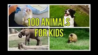 100 Animal Sounds 🐶🐯🐅  Kids Vocabulary  Various Animal Sounds  Learn English for kids🦓🐷🐫🐘🐔