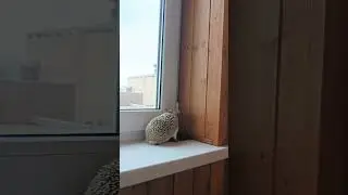 🪩🤌Рыжий гном на прогулке