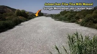 Warga Gempar! Jutaan Ikan Tiba-Tiba M4ti Secara Misterius! Pertanda Apa??
