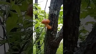 А ГРИБОК РАСТЕТ