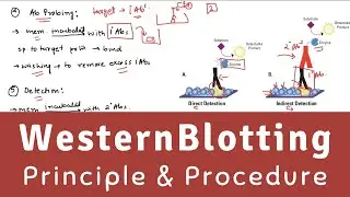 Western Blot | Western Blot Technique | Western Blot - Immunoblotting: Principle & Procedure