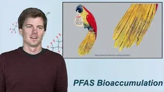 Three things to know about PFAS: Part 2 Bioaccumulation