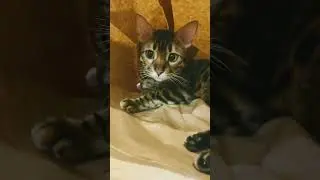 шайлушайчик