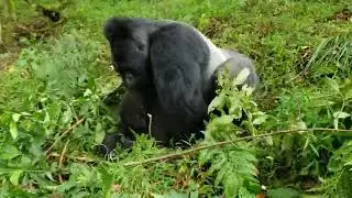 Huge Gorilla mating with tiny Monkey - 2b💕🐒