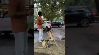 Feeding hungry monkeys 🙈