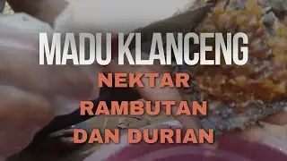 Musim Bunga Rambutan dan Durian , Panen madu Melimpah