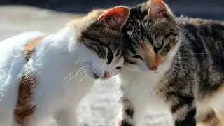 cintai mereka para kucing lucu