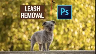 Removing a leash in Photoshop - without leaving a trace!