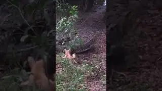 Little Dog Vs Crocodile