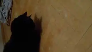 прикольный кот ловит муху. смешно