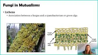 Introduction to Fungi