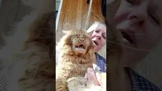 Мейн Кун.Кот Джокер.Очень люблю это видео.Спели от души.