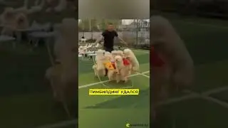 Не простая это задача, коллеги. #hr #тимбилдинг