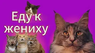 Вязка котов и кошек. Правила и рекомендации #мейнкун #cats