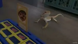 Bearded dragons play guess who?