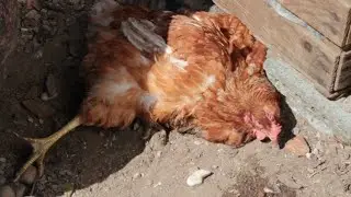 Осенью куры плохо несутся, болеют. Причины и что делать. Советы новичкам.