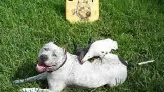 Pit Bull Wood Sign VS. PitBull Sharky & Chicks