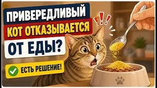 Кошка отказывается есть? Сделайте ЭТО, и она сама попросит еду! (Секрет ветеринара)