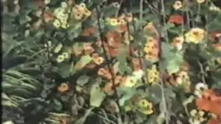 Bheega bheega mausam - Suraag