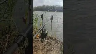 carp run delkim #wędkarstwo #fishing