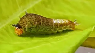 Macro photography of caterpillar (tailed jay butterfly 🦋)