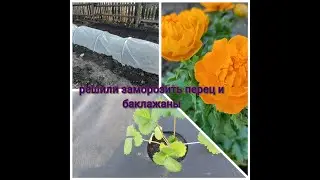 Купили дачу/посадки/холод